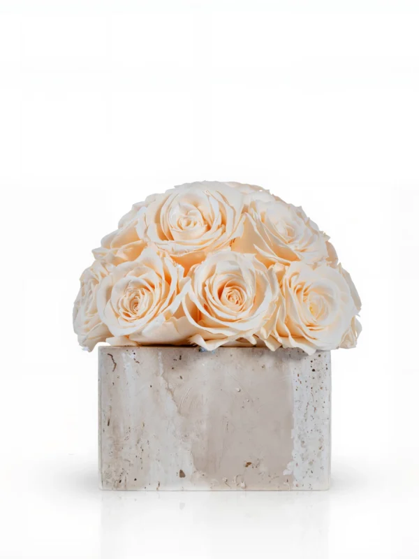Cream roses on white marble base, minimalist floral composition with natural curves
