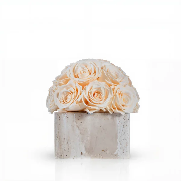 Cream roses on white marble base, minimalist floral composition with natural curves